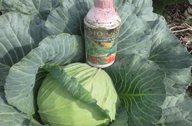 gro plus